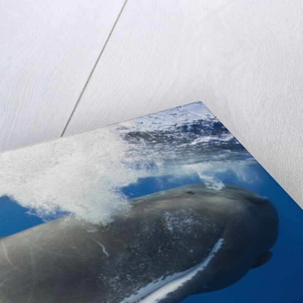 Sperm Whale (Physeter macrocephalus) by Anonymous