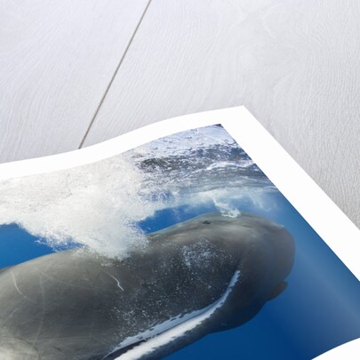 Sperm Whale (Physeter macrocephalus) by Anonymous