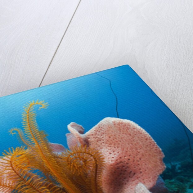 Sponge and Crinoid on a Coral Reef by Anonymous
