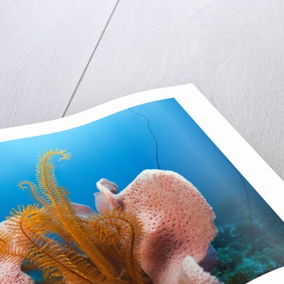 Sponge and Crinoid on a Coral Reef by Anonymous