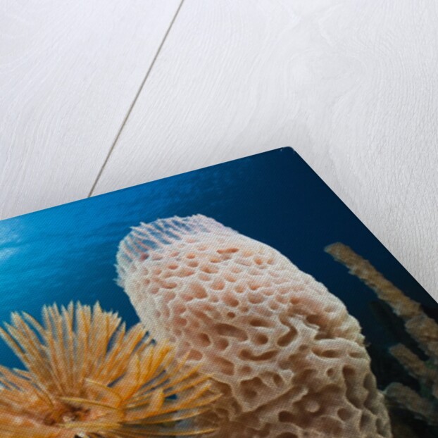 Fan Worm (Spirographis spallanzanii), Tube Sponge, and Brain Coral on a Coral Reef by Anonymous