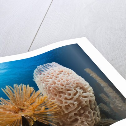 Fan Worm (Spirographis spallanzanii), Tube Sponge, and Brain Coral on a Coral Reef by Anonymous
