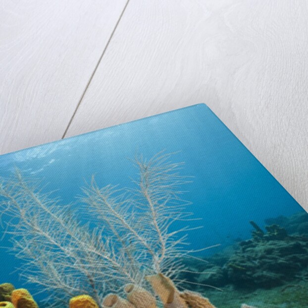 Yellow Tube Sponges in Coral Reef by Anonymous