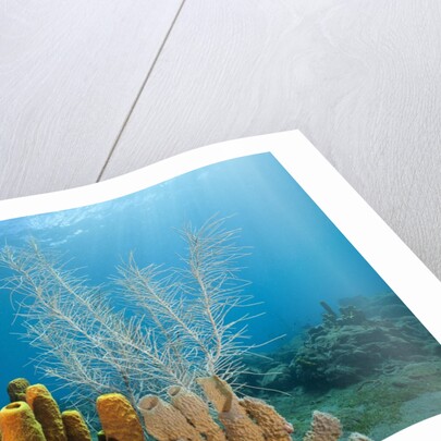 Yellow Tube Sponges in Coral Reef by Anonymous