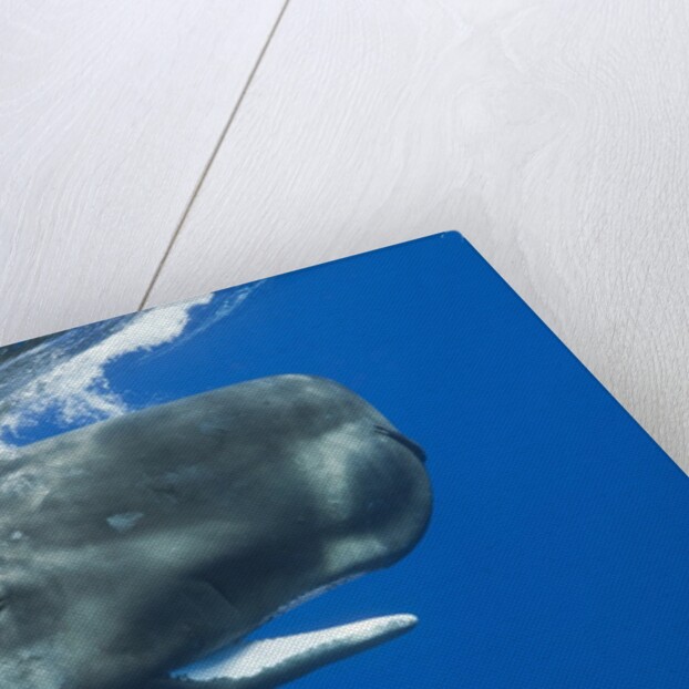 Sperm Whale head by Anonymous