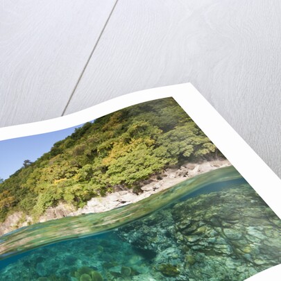 Coast of Dominica above and below water by Anonymous