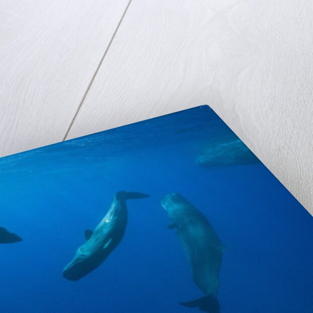 Social behavior of Sperm Whale by Anonymous