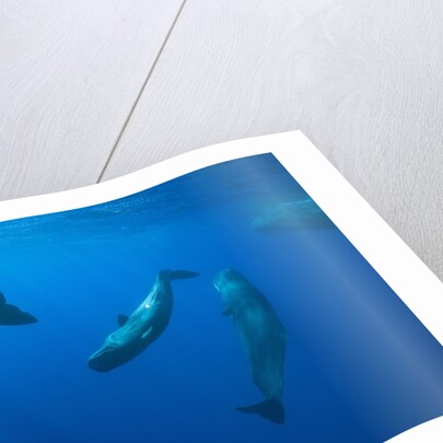 Social behavior of Sperm Whale by Anonymous