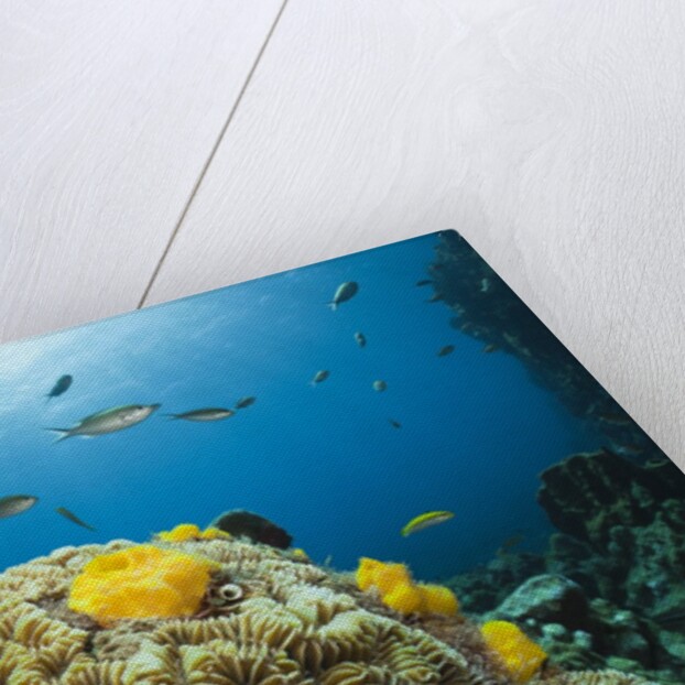 Caribbean Coral Reef by Anonymous