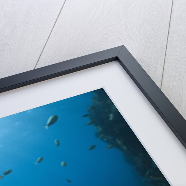 Caribbean Coral Reef by Anonymous