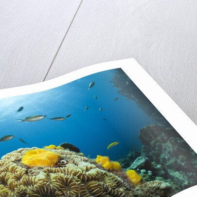 Caribbean Coral Reef by Anonymous