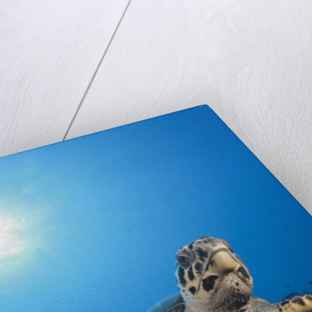 Hawksbill Turtle by Anonymous