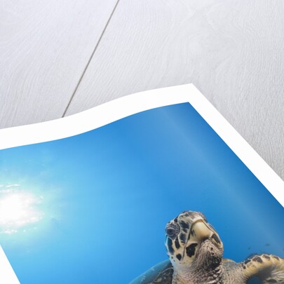 Hawksbill Turtle by Anonymous