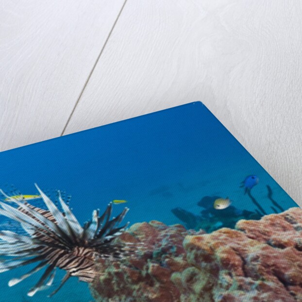 Invasive Lionfish by Anonymous