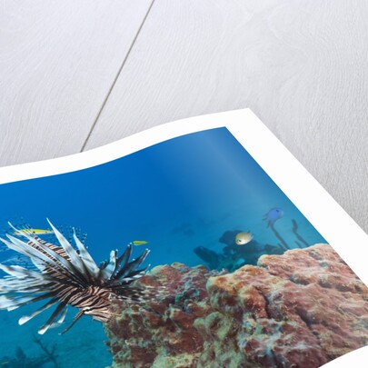 Invasive Lionfish by Anonymous