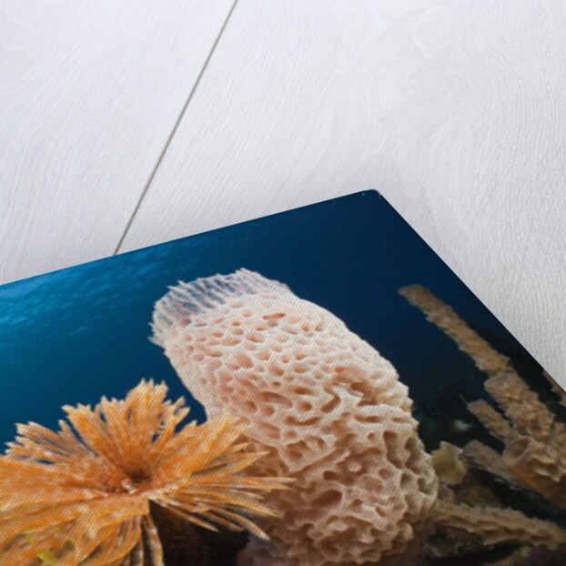 Caribbean Coral Reef by Anonymous
