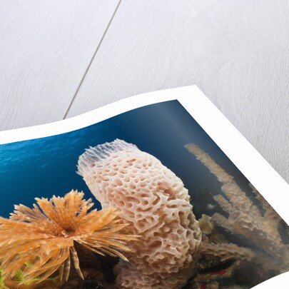 Caribbean Coral Reef by Anonymous