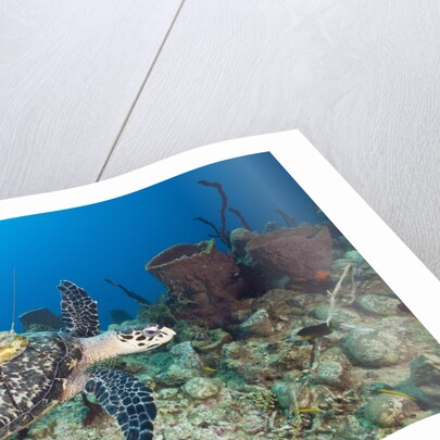 Hawksbill Turtle tagged with Transmitter by Anonymous