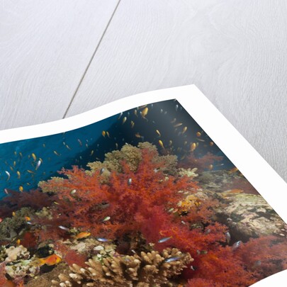 Red Soft Corals (Dendronephthya) by Anonymous