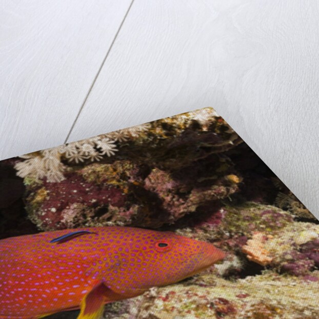 Lyretail Grouper (Variola louti) by Anonymous