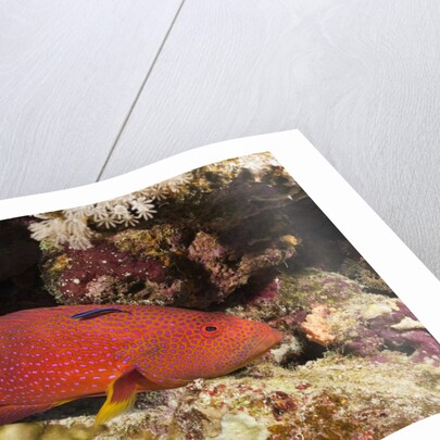 Lyretail Grouper (Variola louti) by Anonymous