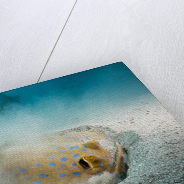 Bluespotted Ribbontail Stingray (Taeniura lymma) by Anonymous