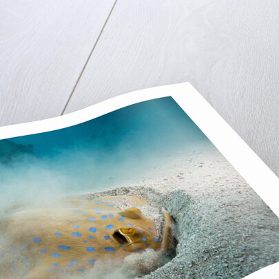 Bluespotted Ribbontail Stingray (Taeniura lymma) by Anonymous