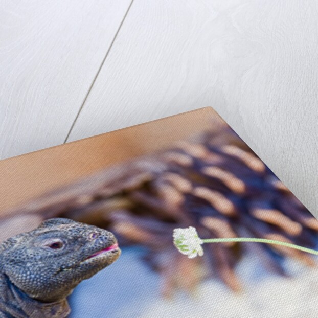 Uromastyx Lizard by Anonymous