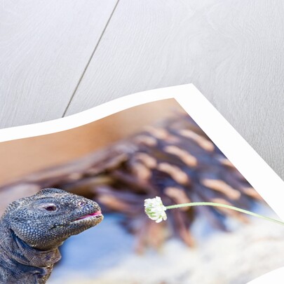 Uromastyx Lizard by Anonymous