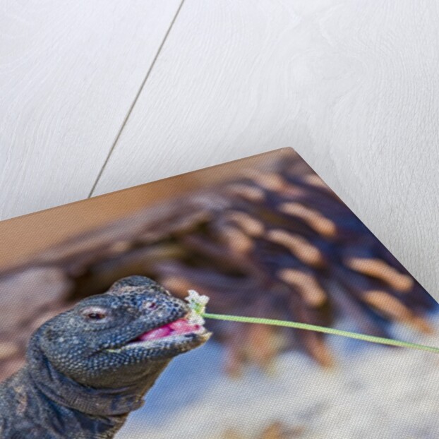 Uromastyx Lizard by Anonymous
