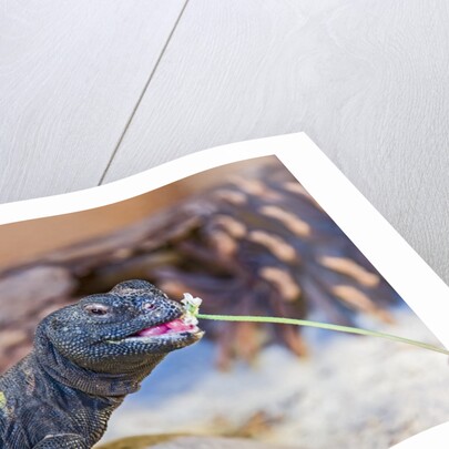 Uromastyx Lizard by Anonymous