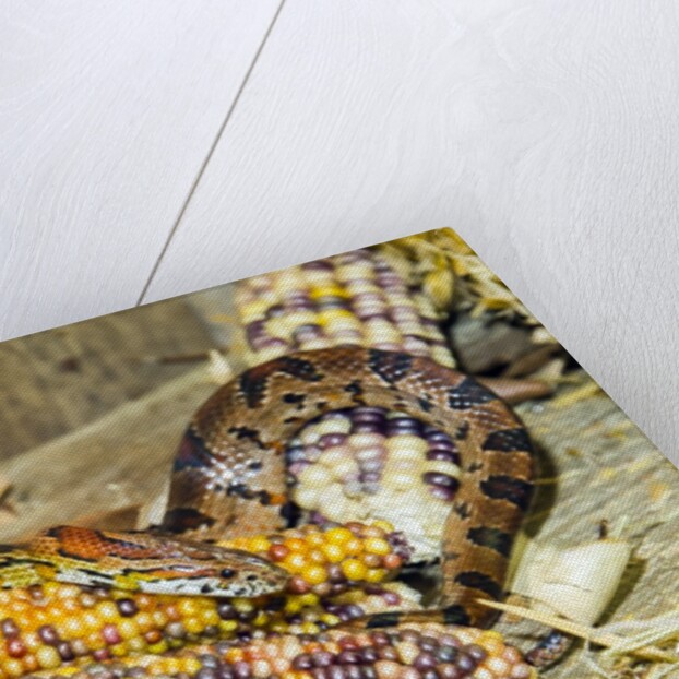 Cornsanke (Normal and Candy Cane) by Anonymous