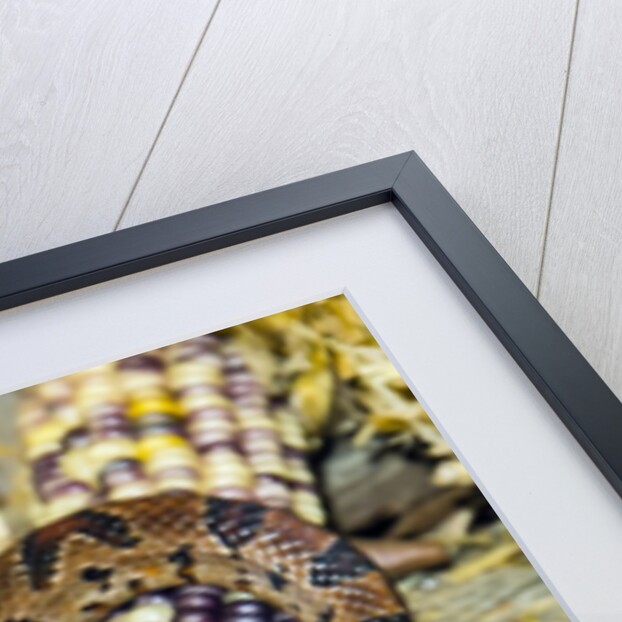 Cornsanke (Normal and Candy Cane) by Anonymous