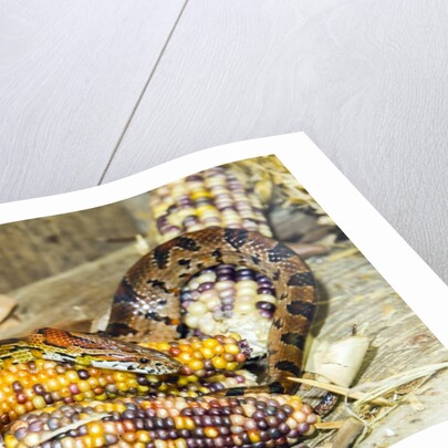 Cornsanke (Normal and Candy Cane) by Anonymous