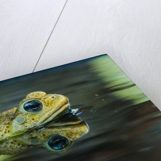 Cane Toad by Anonymous