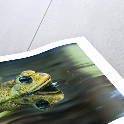 Cane Toad by Anonymous