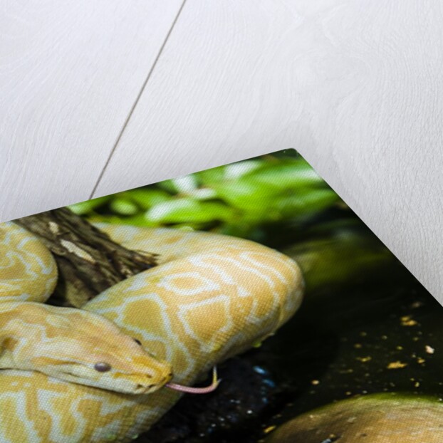Burmese Python (albino) by Anonymous