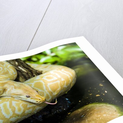 Burmese Python (albino) by Anonymous
