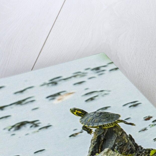 Slider (turtle) by Anonymous