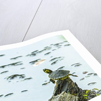Slider (turtle) by Anonymous