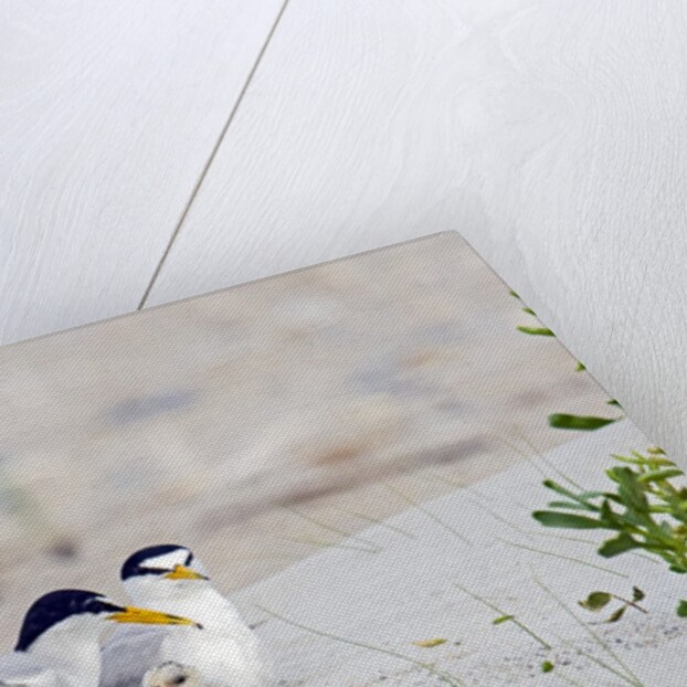 Least Tern by Anonymous