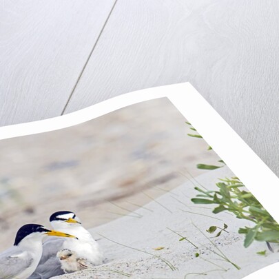 Least Tern by Anonymous
