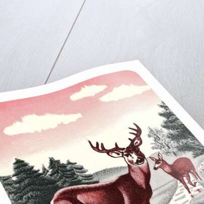 Deer in Stream by Anonymous