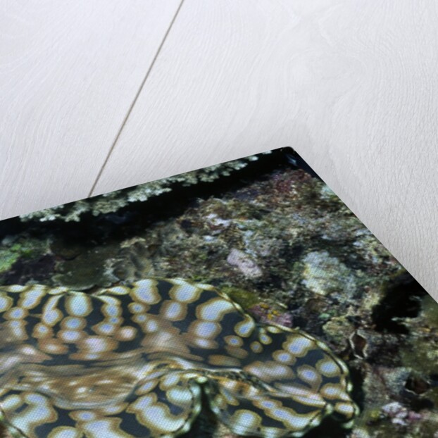 Fluted Giant Clam by Anonymous