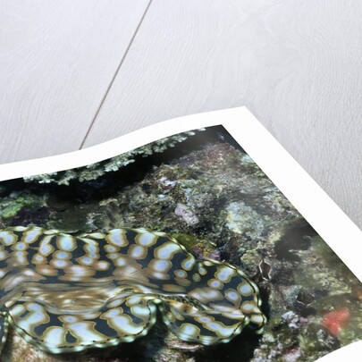 Fluted Giant Clam by Anonymous