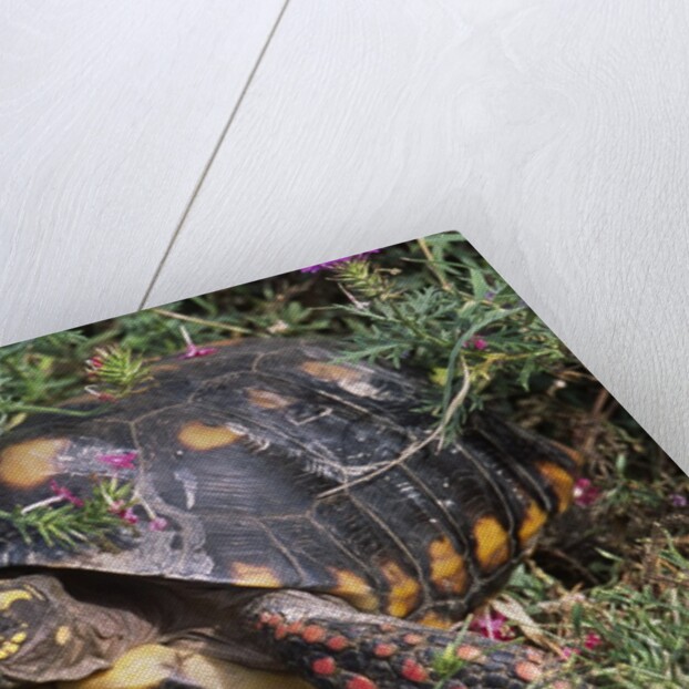 Red-Legged Tortoise by Anonymous
