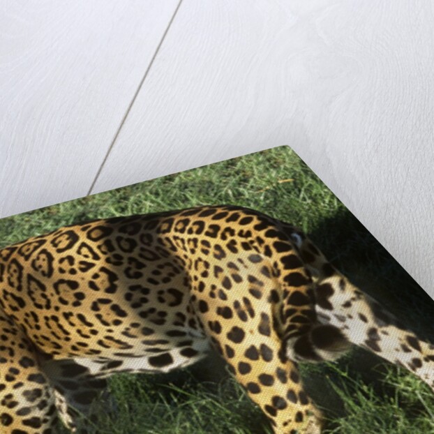Jaguar by Anonymous