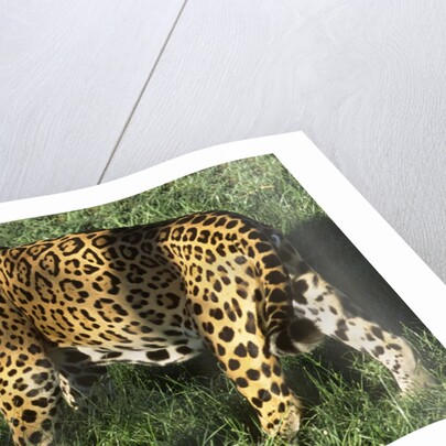 Jaguar by Anonymous