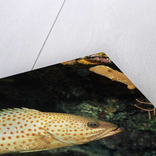 White-Lined Grouper by Anonymous
