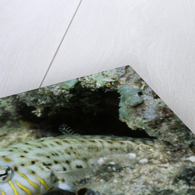 Speckled Sandperch by Anonymous